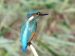 1-Martin-pêcheur d&rsquo;Europe | Alcedo atthis | Common Kingfisher